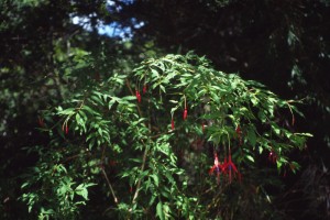 0197 NP Huerquhue.jpg